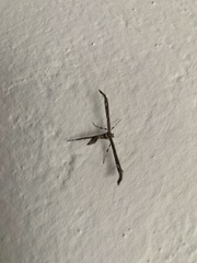 Anstenoptilia marmarodactyla