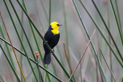 Chrysomus icterocephalus