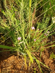 Oxalis obliquifolia