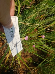 Oxalis obliquifolia