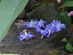 Strobilanthes callosa