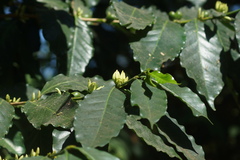 Coffea arabica