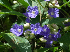 Strobilanthes callosa
