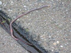 Lumbricus