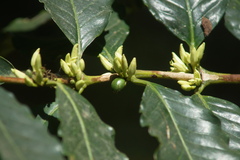 Coffea arabica