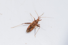 Phytocoris varipes