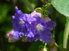 Strobilanthes callosa