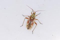 Calocoris roseomaculatus