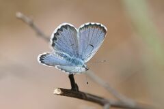 Pseudophilotes baton