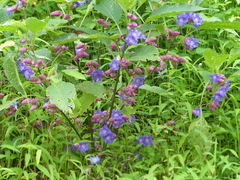 Strobilanthes callosa