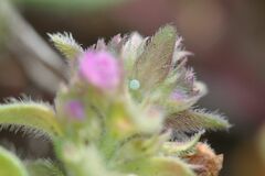 Pseudophilotes baton