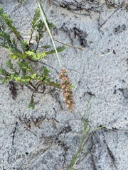 Cenchrus tribuloides