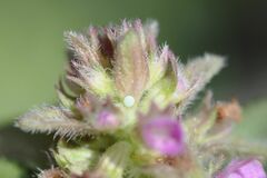 Pseudophilotes baton