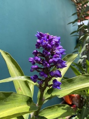 Dichorisandra thyrsiflora