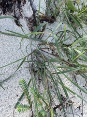 Cenchrus tribuloides