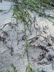 Cenchrus tribuloides