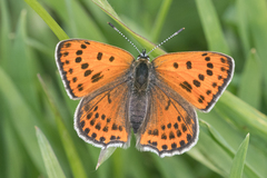 Lycaena thersamon