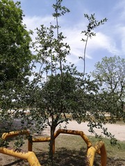 Ehretia anacua