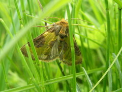 Diachrysia chrysitis