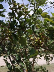 Ehretia anacua