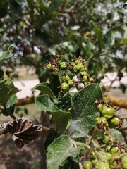 Ehretia anacua