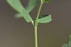 Coronilla valentina glauca