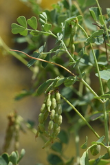 Coronilla valentina glauca