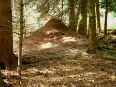 Formica rufa