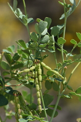Coronilla valentina glauca