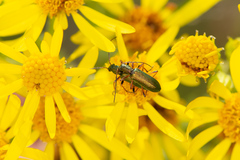 Chrysanthia geniculata