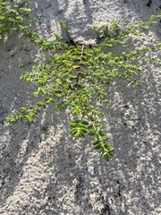 Euphorbia mesembryanthemifolia