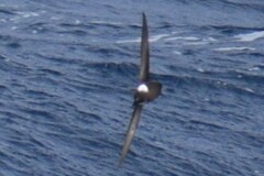 Oceanites oceanicus