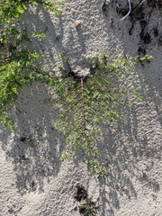 Euphorbia mesembryanthemifolia