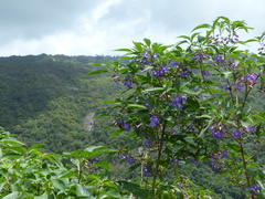 Strobilanthes callosa