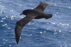 Procellaria aequinoctialis