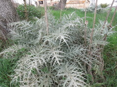 Cynara cardunculus