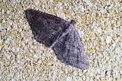 Rhoptria asperaria
