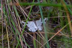 Lomaspilis marginata