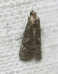 Hypsipyla robusta