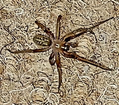 Phyxelididae