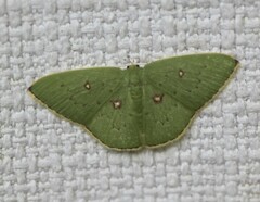 Comostola leucomerata