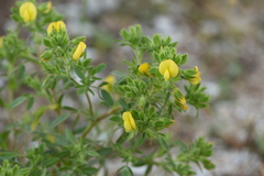 Ononis pubescens