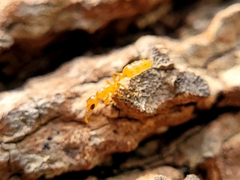 Pseudomyrmex pallidus