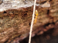 Pseudomyrmex pallidus