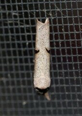 Pilostibes stigmatias