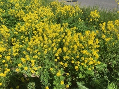 Barbarea vulgaris