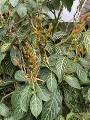 Sanchezia tigrina image