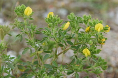 Ononis pubescens