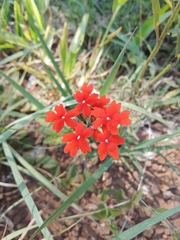 Glandularia peruviana