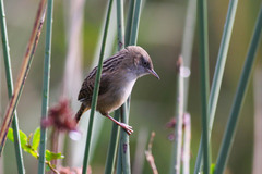 Cistothorus apolinari